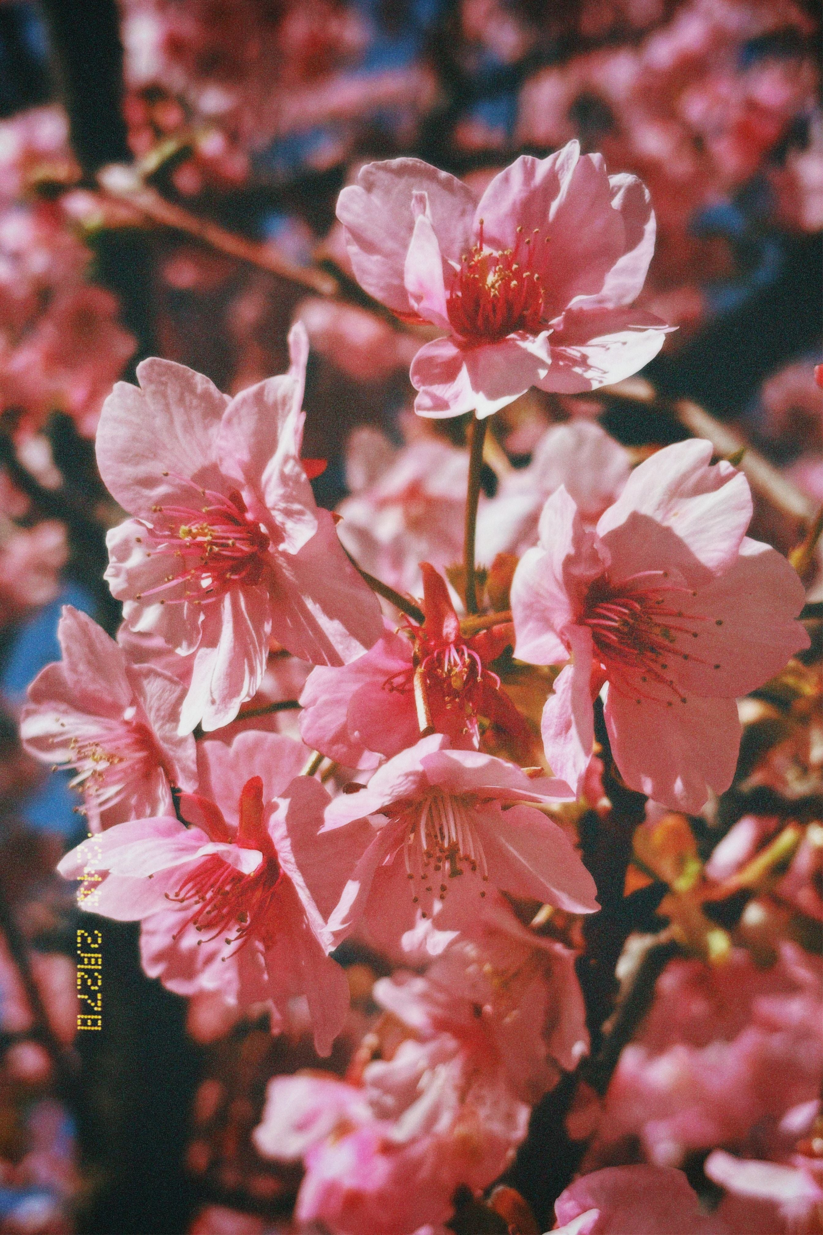 Cherry blossom branches in bloom